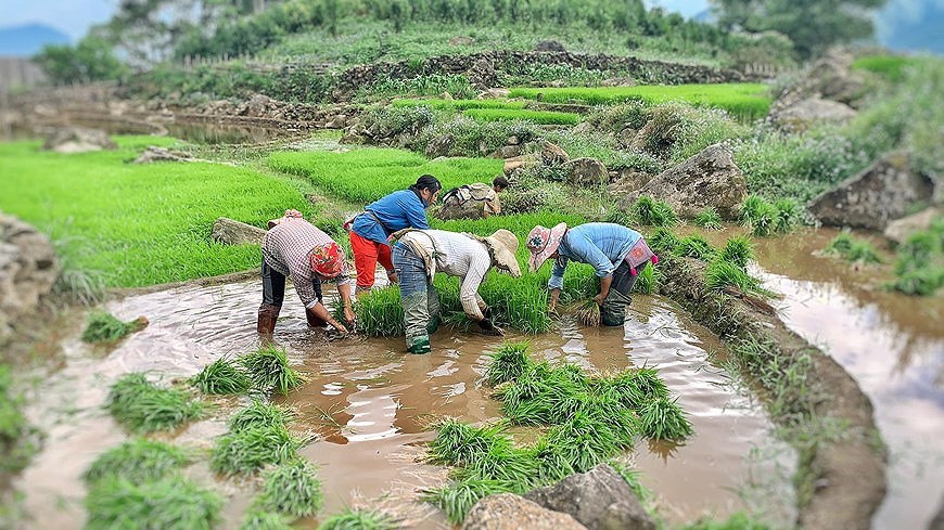 Террасные рисовые поля И Ти - мистическая красота на севере Вьетнама hinh anh 5