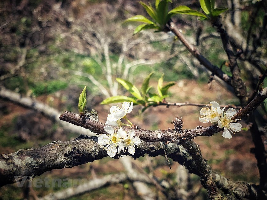 组图：春季初期木州高原拥有丰富多彩的自然景观 hinh anh 7