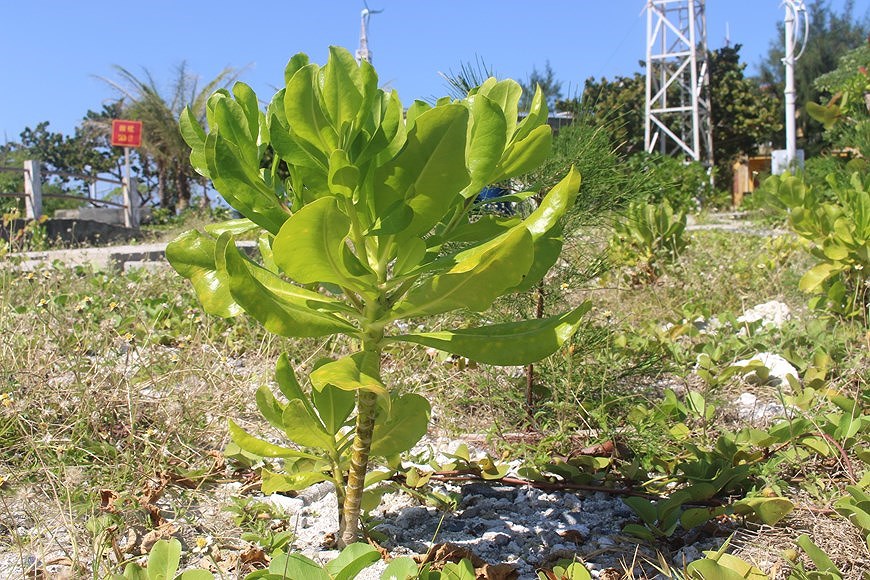 组图：长沙群岛上良好生长的绿色植物 hinh anh 1