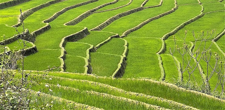 Belleza de las terrazas de arroz en provincia vietnamita de Lai Chau hinh anh 2