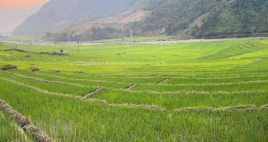 Belleza de las terrazas de arroz en provincia vietnamita de Lai Chau hinh anh 3