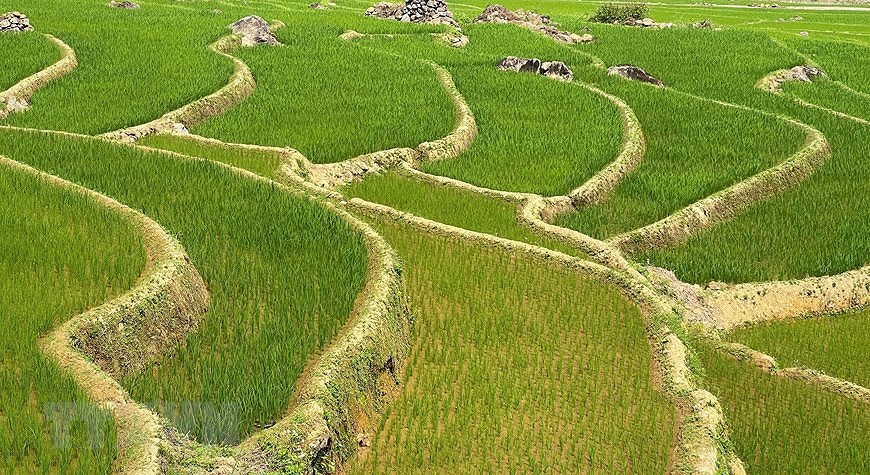 Belleza de las terrazas de arroz en provincia vietnamita de Lai Chau hinh anh 4