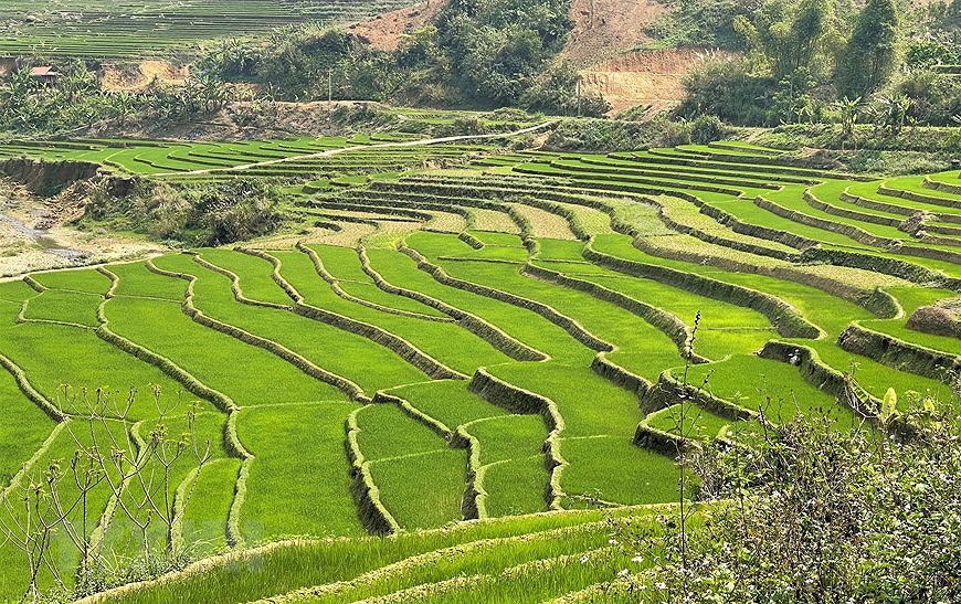 Belleza de las terrazas de arroz en provincia vietnamita de Lai Chau hinh anh 5