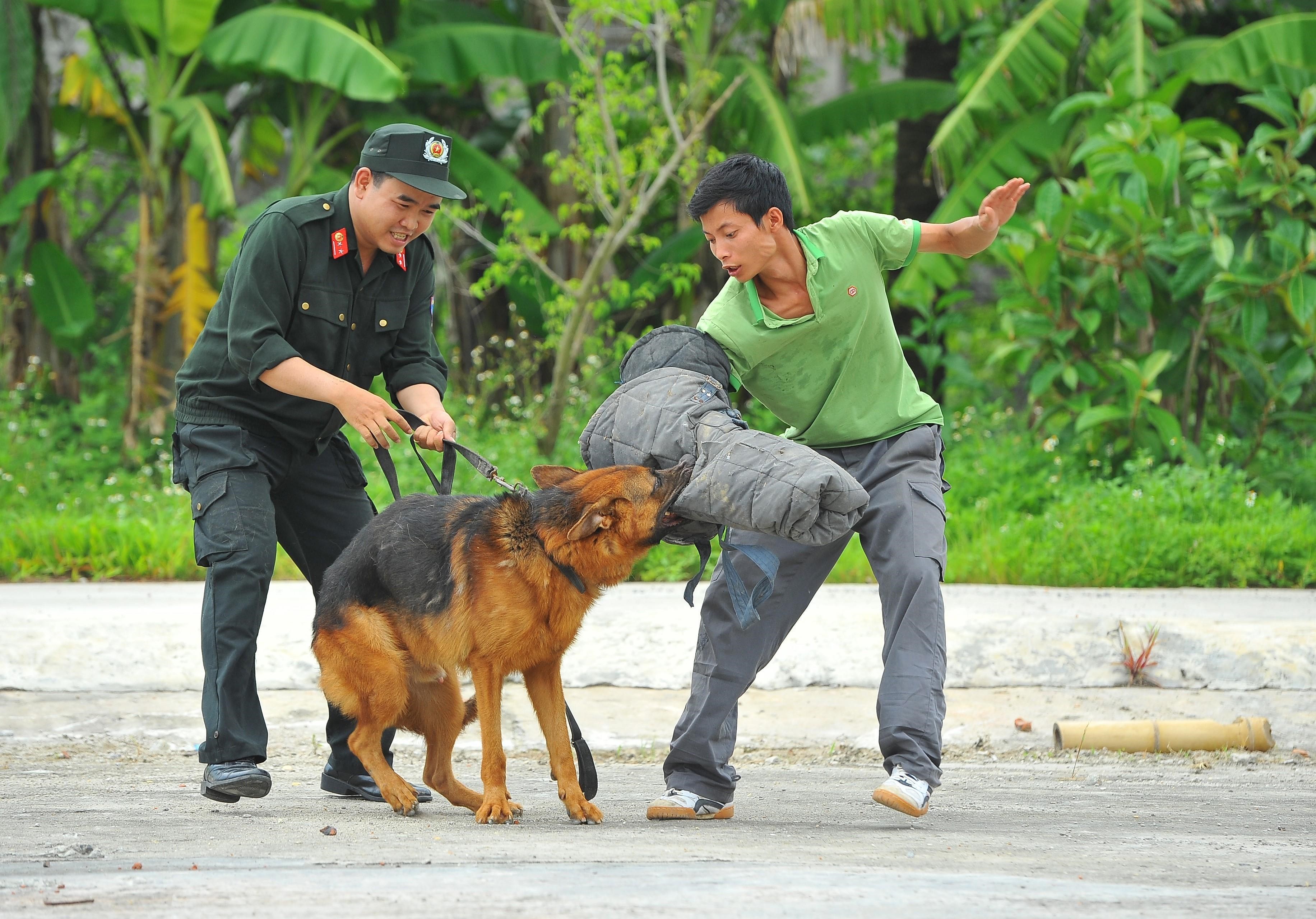 [Foto] Entrenamiento en unidades caninas policiales hinh anh 4