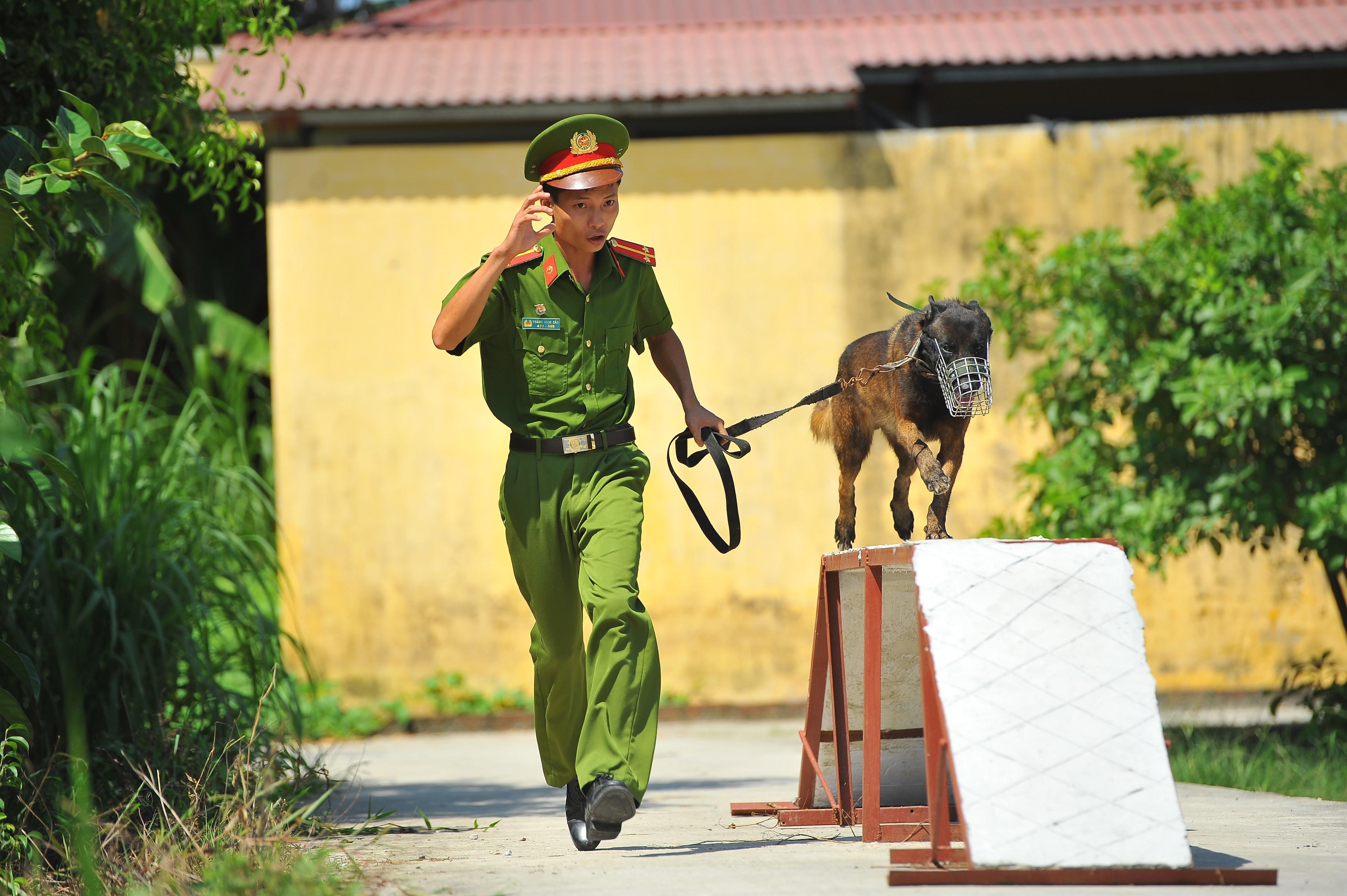 [Foto] Entrenamiento en unidades caninas policiales hinh anh 5