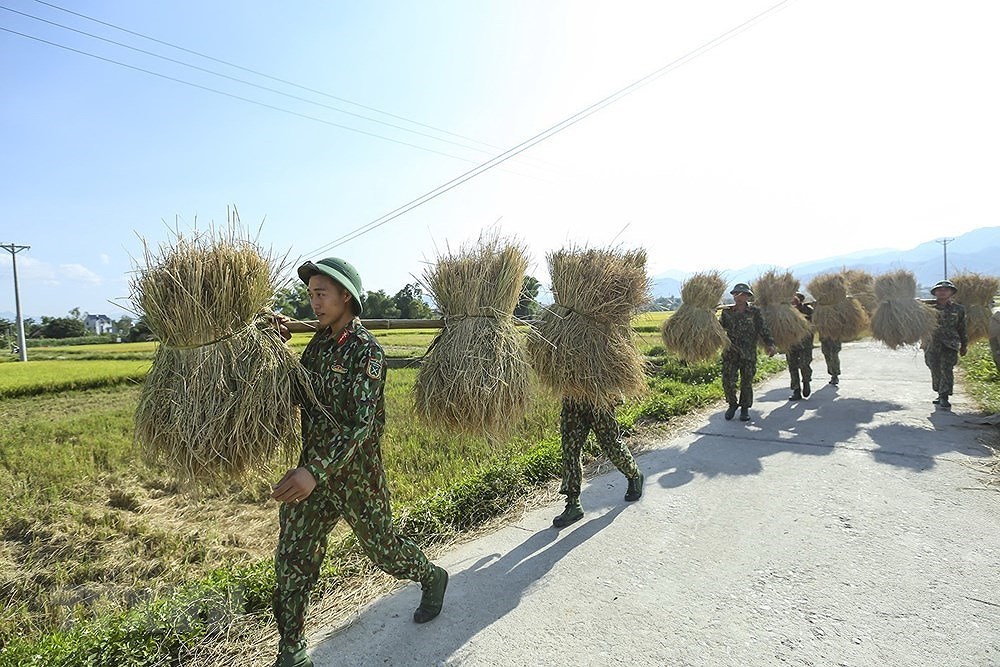 [Foto] Dien Bien: soldados ayudan a agricultores a cosechar arroz hinh anh 10