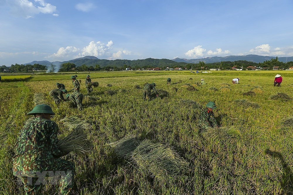 [Foto] Dien Bien: soldados ayudan a agricultores a cosechar arroz hinh anh 1