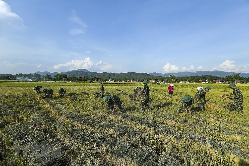 [Foto] Dien Bien: soldados ayudan a agricultores a cosechar arroz hinh anh 2