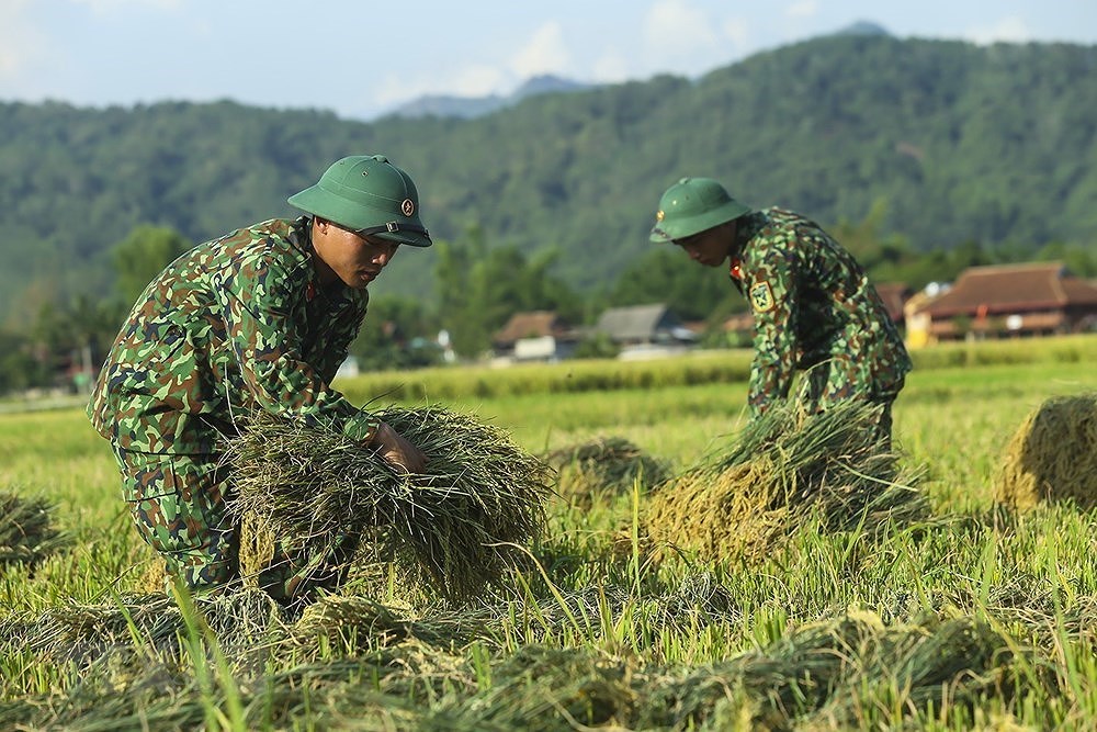 [Foto] Dien Bien: soldados ayudan a agricultores a cosechar arroz hinh anh 3