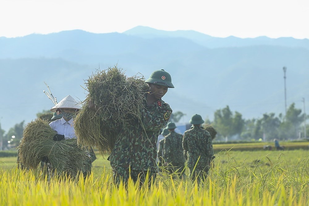 [Foto] Dien Bien: soldados ayudan a agricultores a cosechar arroz hinh anh 4