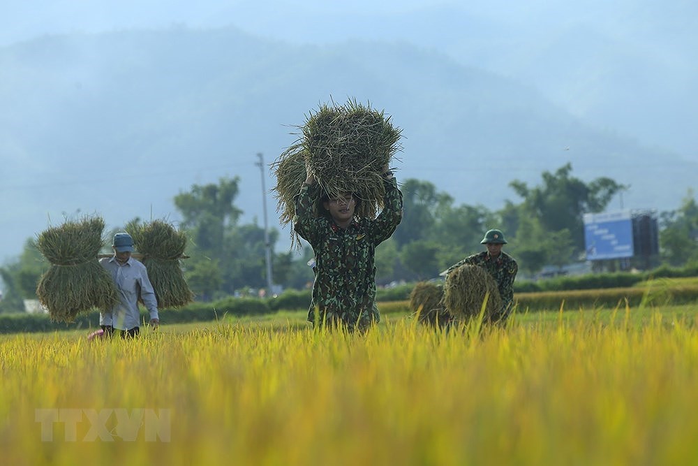 [Foto] Dien Bien: soldados ayudan a agricultores a cosechar arroz hinh anh 5