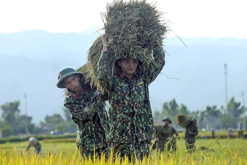 [Foto] Dien Bien: soldados ayudan a agricultores a cosechar arroz hinh anh 6