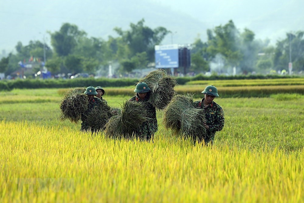 [Foto] Dien Bien: soldados ayudan a agricultores a cosechar arroz hinh anh 7