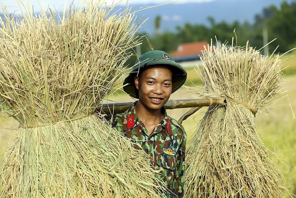 [Foto] Dien Bien: soldados ayudan a agricultores a cosechar arroz hinh anh 8