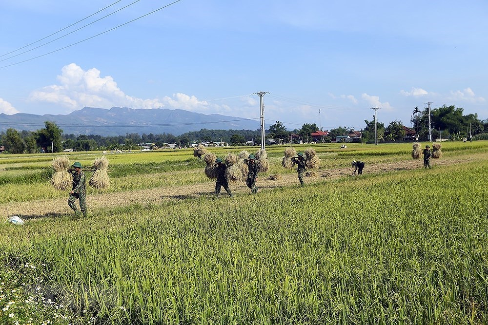 [Foto] Dien Bien: soldados ayudan a agricultores a cosechar arroz hinh anh 9