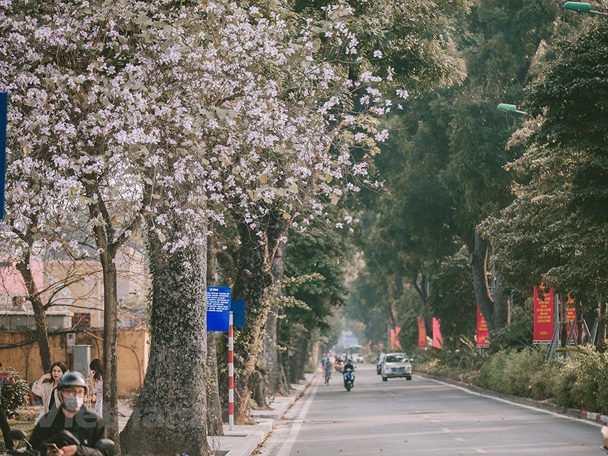 Flores de Bauhinia blanca engalanan calles de Hanoi hinh anh 1