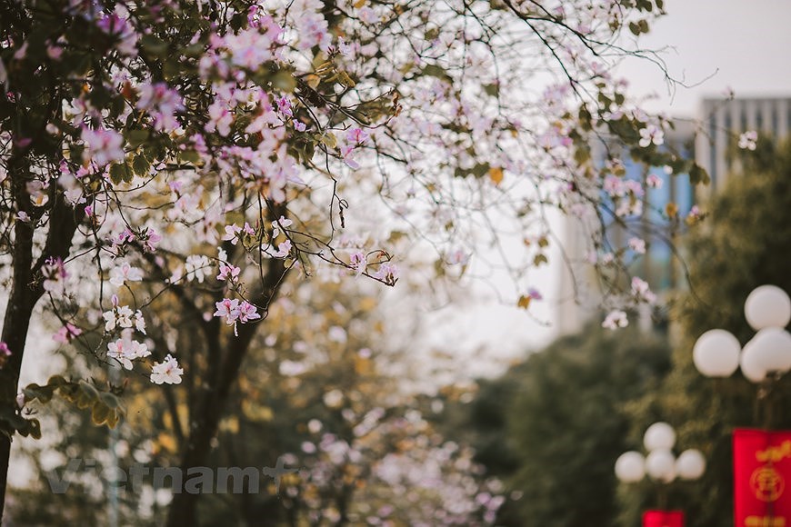 Flores de Bauhinia blanca engalanan calles de Hanoi hinh anh 6