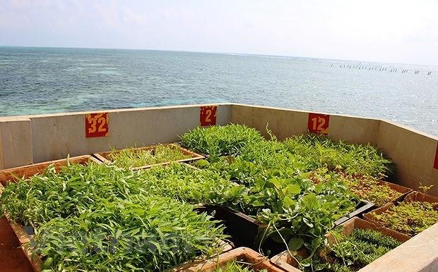Vitalidad en el archipielago vietnamita de Spratly hinh anh 2