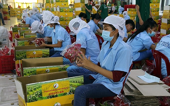 Senales alentadoras para exportaciones hortofruticolas de Vietnam hinh anh 1